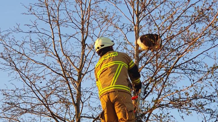 Die Feuerwehr Stuhr hat am Sonntagabend im Ortsteil Fahrenhorst eine Katze aus einem Baum gerettet. 