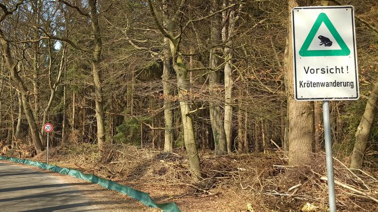 In Heide wurde ein 300 Meter langer Schutzzaun aufgestellt. Doch die Straßenüberquerungen hinter dem Zaun sind für die Kröten lebensgefährlich.