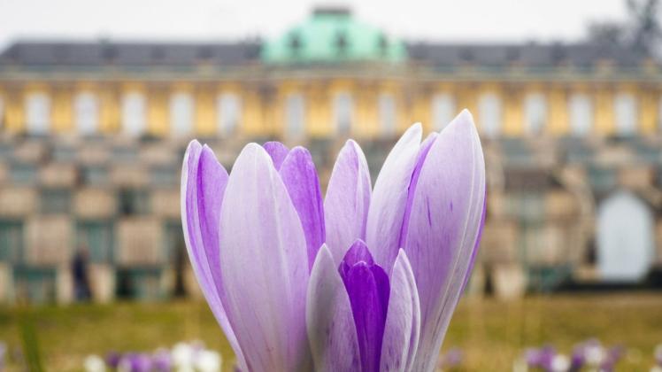 Im Schloss Sanssouci startet die neue Besuchersaison.