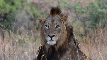 Vor ein paar Jahren waren Löwen n Ruanda ausgestorben. Nun leben wieder mehr als 40 Tiere dort.