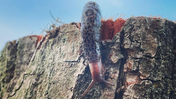 In manchen Gartenfroren wird der Tigerschnegel als Wundermittel gegen andere Nacktschnecken angepriesen. Aber ist das etwas zu viel Lob? In manchen Gartenfroren wird der Tigerschnegel als Wundermittel gegen andere Nacktschnecken angepriesen. Aber ist das etwas zu viel Lob?