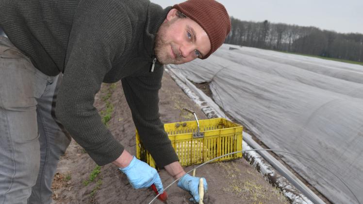 In Bawinkel Wird Schon Spargel Geerntet NOZ