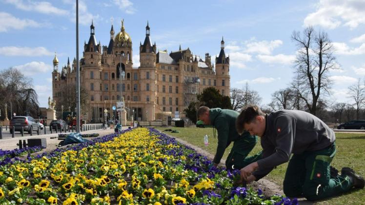 Zum ersten Mal dabei: Die Lehrlinge Finn Grüder und Lukas Reimann (v.r.) der Firma Rump helfen mit, die zentrale Blumenrabatte auf dem Alten Garten mit Stiefmütterchen zu bepflanzen.