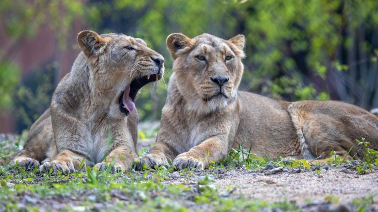 Asiatische Löwen gehören zu den Stars im Rote-Liste-Zentrum des Schweriner Zoos.