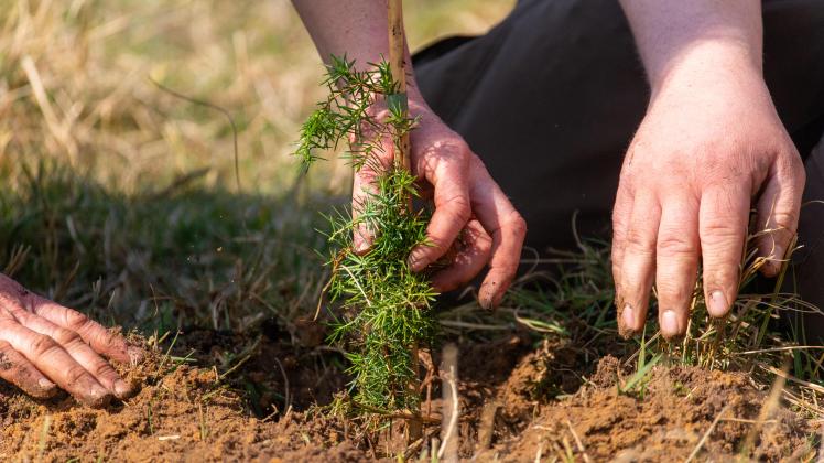 Weil sich der Wacholder nicht mehr auf natürliche Art vermehrt, haben Naturschützer jetzt im Emsland Stecklinge gezogen und ausgepflanzt. So soll der landschaftsprägende Baum erhalten bleiben. Weil sich der Wacholder nicht mehr auf natürliche Art vermehrt, haben Naturschützer jetzt im Emsland Stecklinge gezogen und ausgepflanzt. So soll der landschaftsprägende Baum erhalten bleiben.