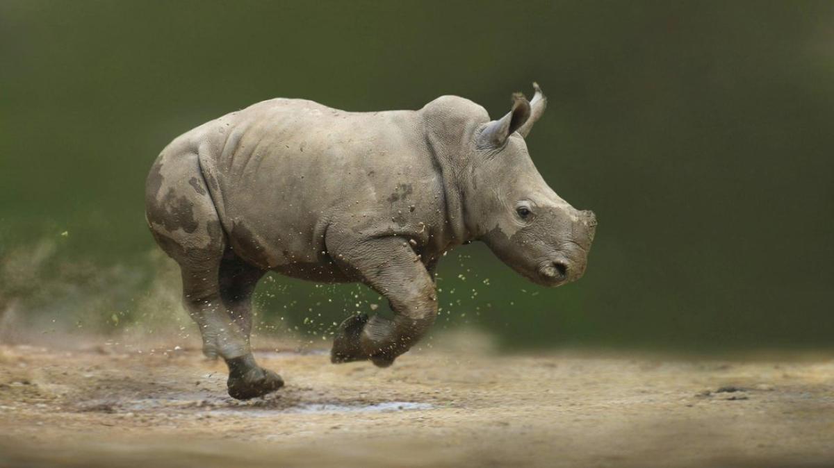 Forscher stellen Nashorn-Embryos künstlich | NNN