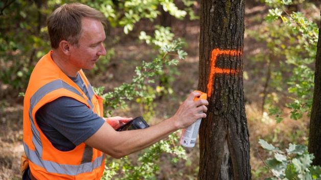 Jürgen Harm markiert einen Baum mit einem "F"für "fällen". Foto: Daniel Karmann/dpa