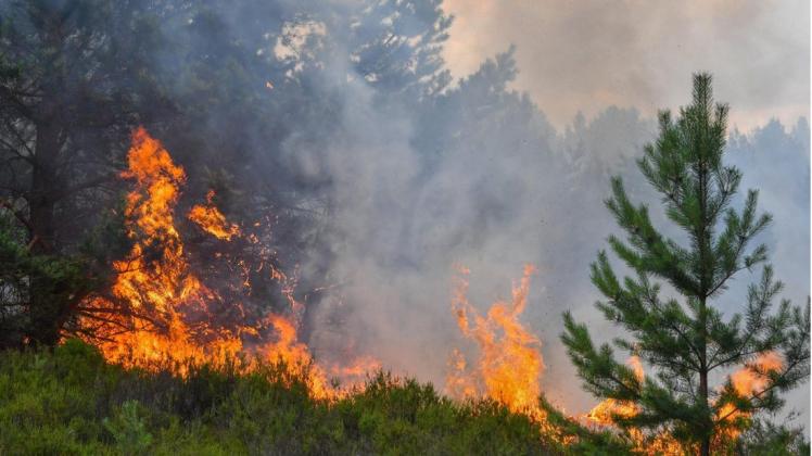 AWald- und Heideflächen brennen auf einem ehemaligen Truppenübungsplatz in Südbrandenburg. Foto: dpa/Patrick Pleul