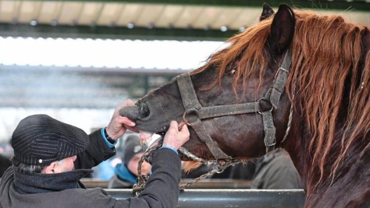 Ist das Pferd gesund, freut sich der Mensch. Symbolfoto: Bartlomiej Zborowski/PAP/dpa