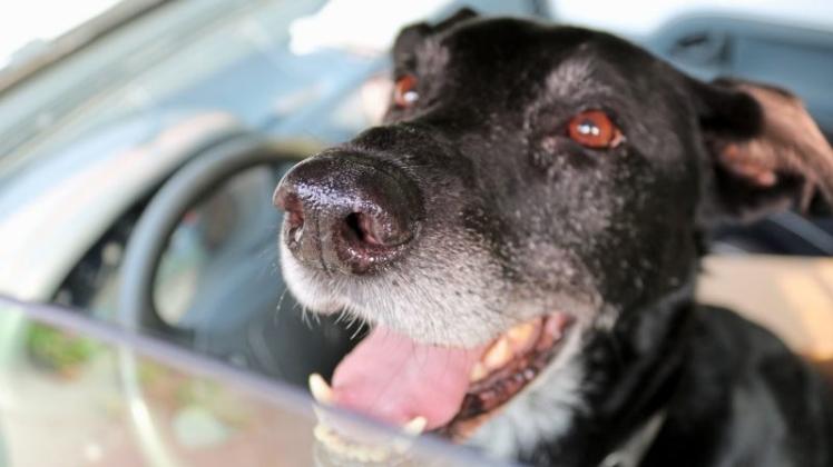 Bei Hitze im verschlossenen Auto eingesperrt: Für Hunde kann das schnell tödlich enden. Ein spaltbreit geöffnetes Fenster reicht ihnen nicht aus, um gegen den Wärmestau anzuarbeiten. 
