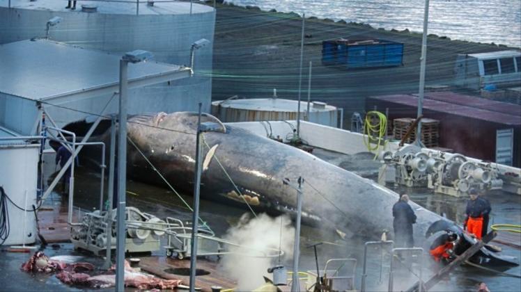 Blutiges Geschäft: Wird hier ein streng geschützter Blauwal zerteilt? Aktivisten von Sea Shepherd sind davon überzeugt. 