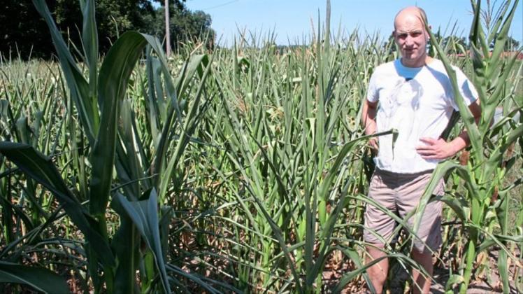 Mit sorgenvollem Blick betrachtet  Christopher Schierloh die magere Entwicklung auf seinem Maisfeld in Glandorf. Es droht Futterknappheit. 
