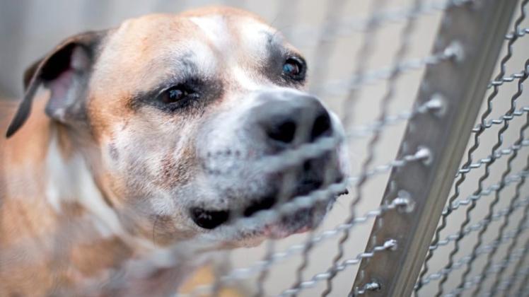 Der Staffordshire-Terrier-Mischling Chico ist eingeschläfert worden. Das hat teils heftige Reaktionen ausgelöst. 