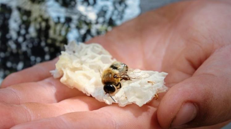 Bei einem Schulprojekt tauchten die Schülerinnen und Schüler der zweiten Klasse der Regenbogenschule Büren in die Welt der Bienen ein. 