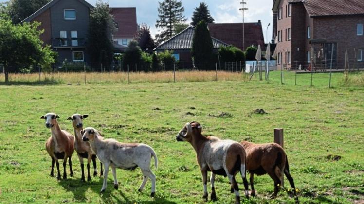 Ländliches Idyll in Westerhausen: Auf dem Gnadenhof Brödel von Kai Behncke haben Schafe, Ziegen, Ponys und mehrere Kleintiere ein Zuhause gefunden. 