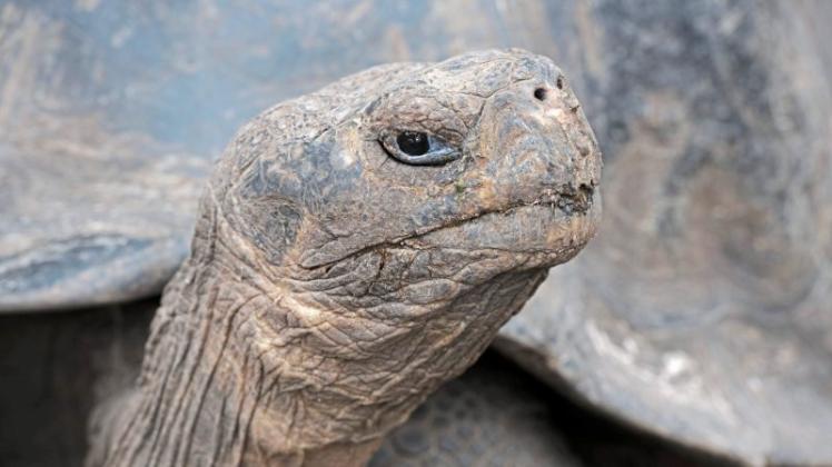 Hat diese Galapagos-Schildkröte ein Geheimnis? Man könnte es vermuten - zumindest, wenn man bestimmten Statistiken Glauben schenkt. 
