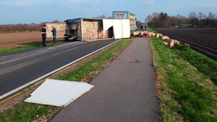 Auf der Süd-Nordstraße zwischen Meppen-Versen und Haren ist am Mittwochabend ein Transporter mit rund 90 Schweinen an Bord verunglückt. 