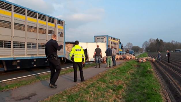 Die Straße musste über Stunden gesperrt werden und ein Notschlachter alarmiert werden. Die Straße musste über Stunden gesperrt werden und ein Notschlachter alarmiert werden.
