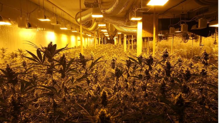 Die Polizei Bremen hat in Hemelingen eine große Cannabisplantage mit über 10.000 Pflanzen entdeckt. 