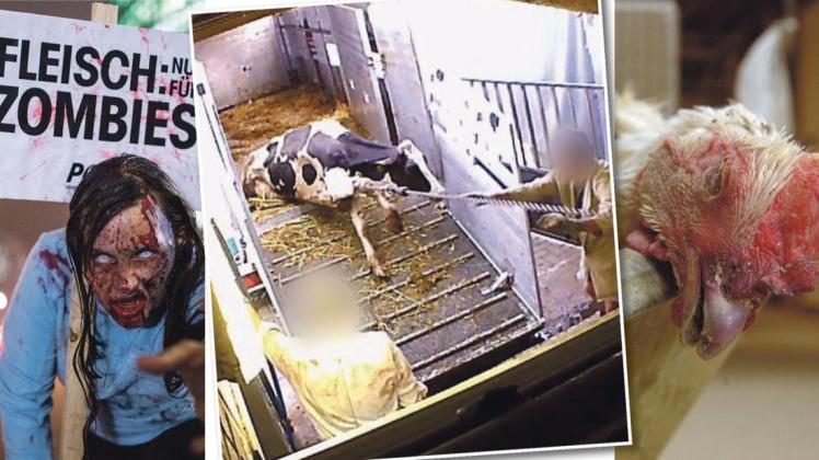 Tierrechtler setzen auf öffentlichkeitswirksame Aktionen. Immer wieder schockieren sie auch mit heimlich erstellten Aufnahmen aus Ställen oder Schlachthöfen. Montage: Nabrotzky/Fotos: Peta, Soko Tierschutz Tierrechtler setzen auf öffentlichkeitswirksame Aktionen. Immer wieder schockieren sie auch mit heimlich erstellten Aufnahmen aus Ställen oder Schlachthöfen. Montage: Nabrotzky/Fotos: Peta, Soko Tierschutz