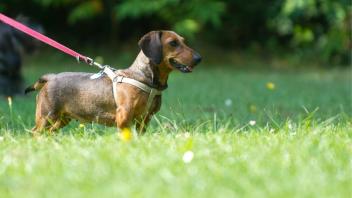Ab nächstem Jahr sollen Hundebesitzer mit ihren Vierbeinern auch im IGA-Park spazieren dürfen. Doch das stößt nicht überall auf Akzeptanz. Foto: Andrea Warnecke/dpa