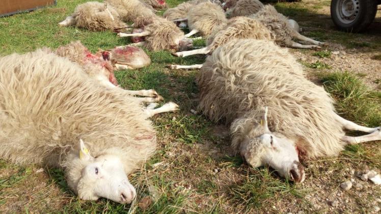 Tote Schafe in Sachsen. Sie sollen einem Wolf zum Opfer gefallen sein. Foto: dpa/Benno Bilk