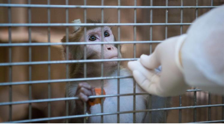 Ein Rhesus-Affe mit einem Implantat  im Max-Planck-Institut für biologische Kybernetik in Tübingen. Foto: Marijan Murat/dpa