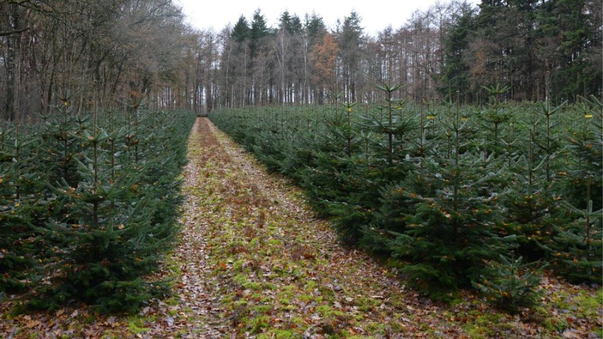 Was darf der Weihnachtsbaum 2018 in Lingen kosten? NOZ