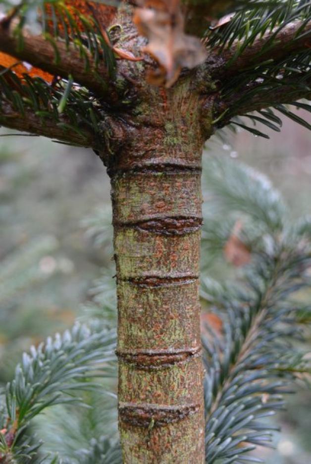 Was darf der Weihnachtsbaum 2018 in Lingen kosten? NOZ