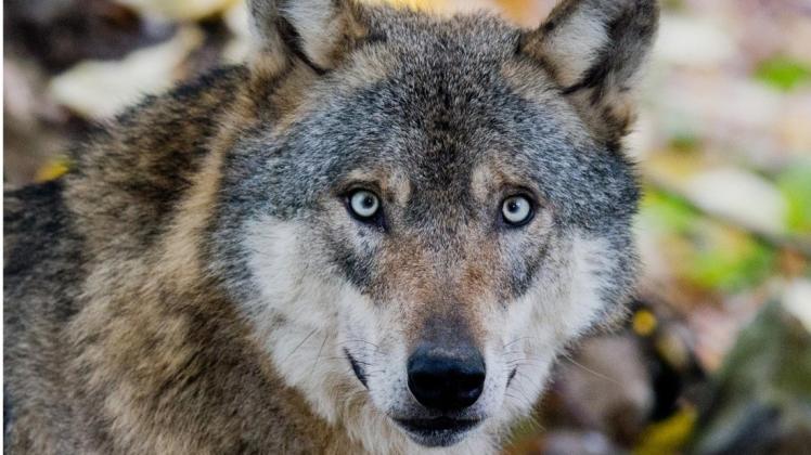 Tierschützer gehen gegen die illegale Tötung von Wölfen vor. Foto: dpa/Julian Stratenschulte