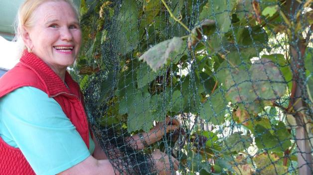 Alisa Warnke erntet Weintrauben, das Netz schützt vor den Vögeln. Foto. Julia Schächtele