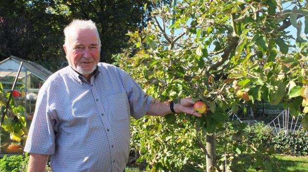 Der Vorsitzende Wilfried Helmkamp erntet die letzten Äpfel. Foto: Julia Schächtele