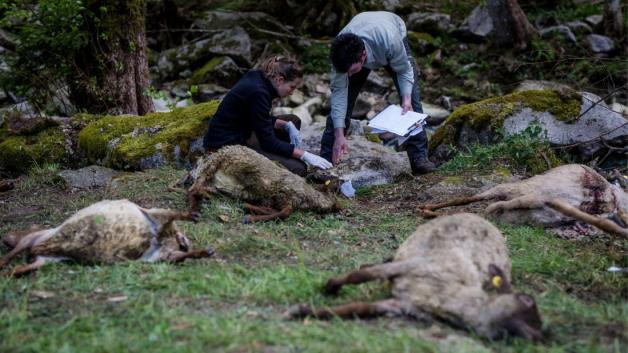 Eine Aufnahme aus Baden-Württemberg. Hier soll ein Wolf mehrere Schafe gerissen haben. Foto: dpa Eine Aufnahme aus Baden-Württemberg. Hier soll ein Wolf mehrere Schafe gerissen haben. Foto: dpa