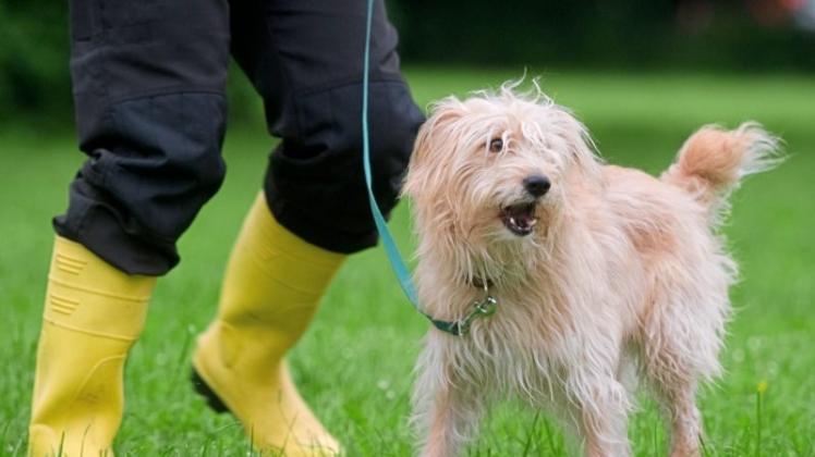 Brut- und Setzzeit: Ab 1. April müssen Hunde in freier Landschaft wieder an die Leine. Symbolfoto: Sebastian Kahnert/dpa Brut- und Setzzeit: Ab 1. April müssen Hunde in freier Landschaft wieder an die Leine. Symbolfoto: Sebastian Kahnert/dpa
