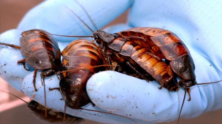 Schädlingsbekämpfer kümmern sich am Wochenende um den Kakerlakenbefall in einer hessischen Grundschule. Symbolfoto: epa Vinai Dithajohn/EPA/dpa