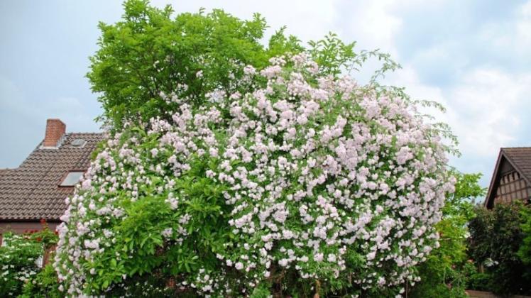 Rosenbaum und Magnolie sind im Garten der Familie Kramer zum großen Ganzen verwachsen. 