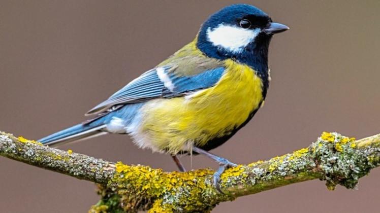 Eine Kohlmeise: Vom 5. bis 7. Januar 2018 rufen der Naturschutzbund Deutschland (NABU) zum achten Mal zur bundesweiten „Stunde der Wintervögel“ auf. 