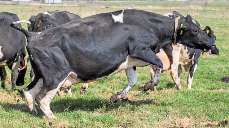 Eine Kuh läuft vor Freude auf der Weide hin und her. Die Kühe wurden während des Starts der Weidesaison auf dem Hof von Heike und Heiko Holthusen in Brake vom Stall auf die Weide gelassen. 