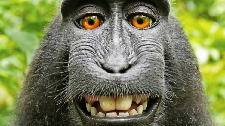 Im Streit um die Urheberrechte an den „Affen-Selfies“ des Makaken Naruto hat die Tierrechteorganisation Peta eine schwere Niederlage erlitten. 