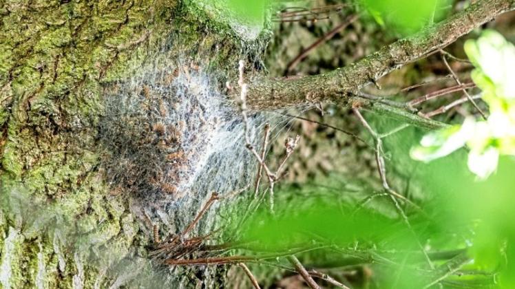 Ein Nest mit Raupen des Eichenprozessionsspinners. 