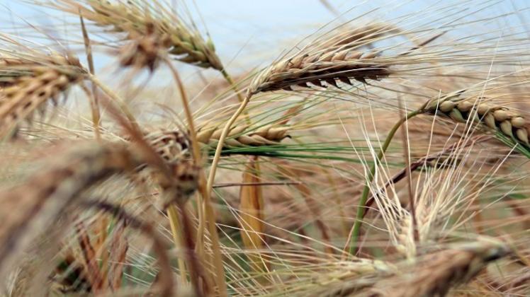 Anhaltende Trockenheit: Ganderkeseer Bauern drohen Verluste bei der Getreideernte 