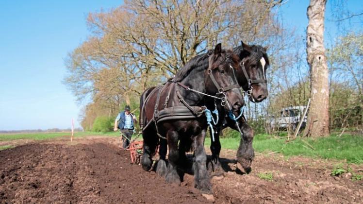 Feldarbeit nur mit Pferd: Thomas Glander aus Harpstedt setzt seine Kaltblüter als Helfer auf dem Hof ein und verzichtet auf den Einsatz schwerer Maschinen. Feldarbeit nur mit Pferd: Thomas Glander aus Harpstedt setzt seine Kaltblüter als Helfer auf dem Hof ein und verzichtet auf den Einsatz schwerer Maschinen.