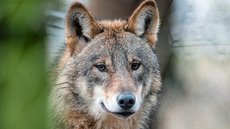 Ein Wolf – aufgenommen in einem Wildgehege in Nordrhein-Westfalen. 