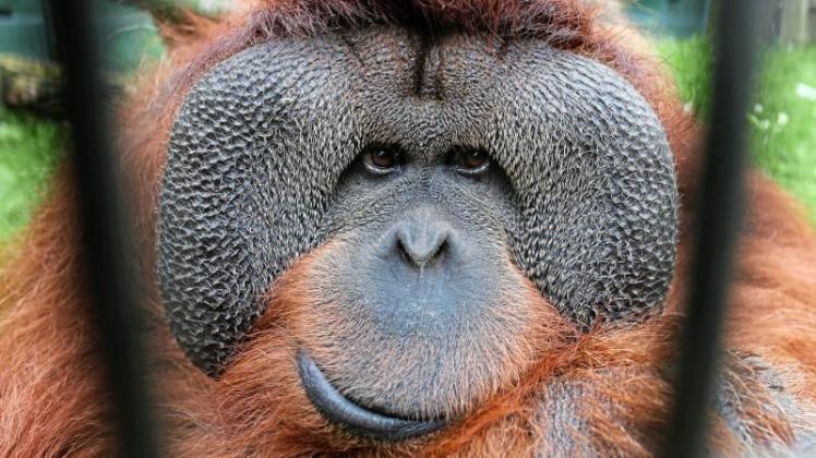 Orang-Utan Buschi wurde Anfang der 1970er-Jahre im Zoo Osnabrück geboren. In der Stadt und auch weit darüber hinaus gilt er als Botschafter für bedrohte Tiere. 