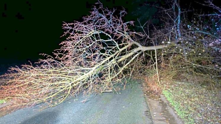 Auf die Straße Brakland ist Freitagabend ein Baum gestürzt. 