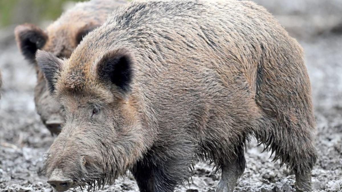 Spekulationen um tote junge Wildschweine in NOZ Spekulationen um tote junge Wildschweine in NOZ