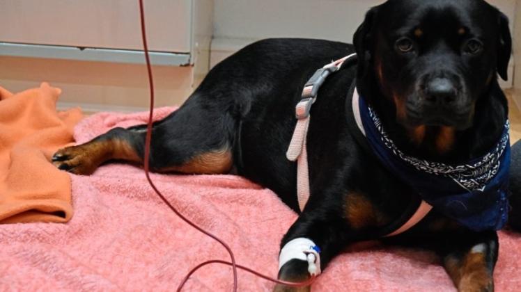 Die Rottweiler-Hündin Zelda erhielt lebensrettende Bluttransfusionen.

            

              