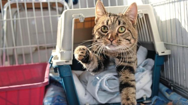 Mehr als 90 Katzen sind 2017 vom Tierschutzverein Delmenhorst als Fundtiere aufgenommen worden. Besonders hart trifft es alte und kranke Tiere. Immer wieder werden vernachlässigte Katzen ausgesetzt – vermutlich, um das Geld für den Tierarzt zu sparen. 