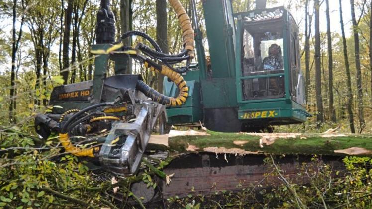 Holzernte: Eine Erntemaschine auf Raupenketten fällt auf 70 Hektar des 630 Hektar großen Hasbruchs Bäume und legt sie für die Rückemaschinen zurecht. 