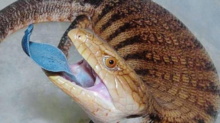 Die Nördliche Blauzungenechse oder Blauzungenskink kommt in Australien, einigen indonesischen Inseln und auf Papua-Neuguinea vor. 